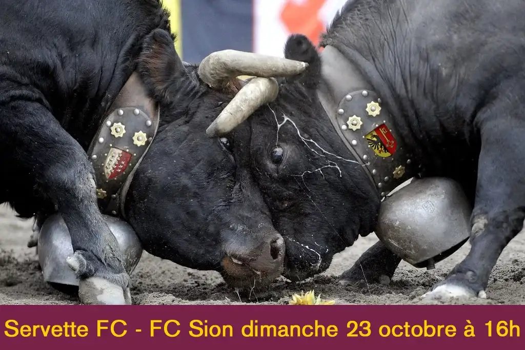 Visuel de match : deux vaches d'Hérens front contre front, Servette FC contre FC Sion, dimanche 23 octobre à 16 h